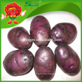 Púrpura de patata dulce en bolsa de malla Natural tipo chino precio barato de patata
